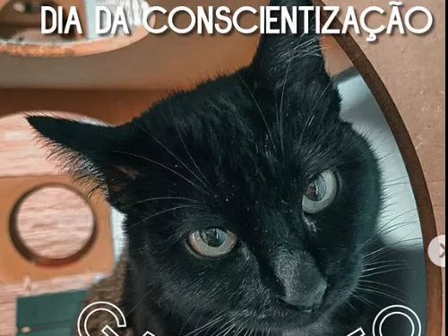 Dia da Conscientização pelo gato preto