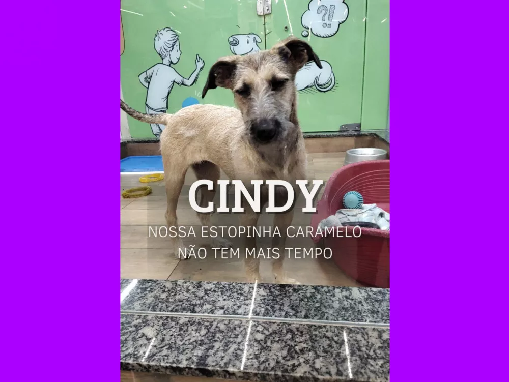 Conheça a Cindy