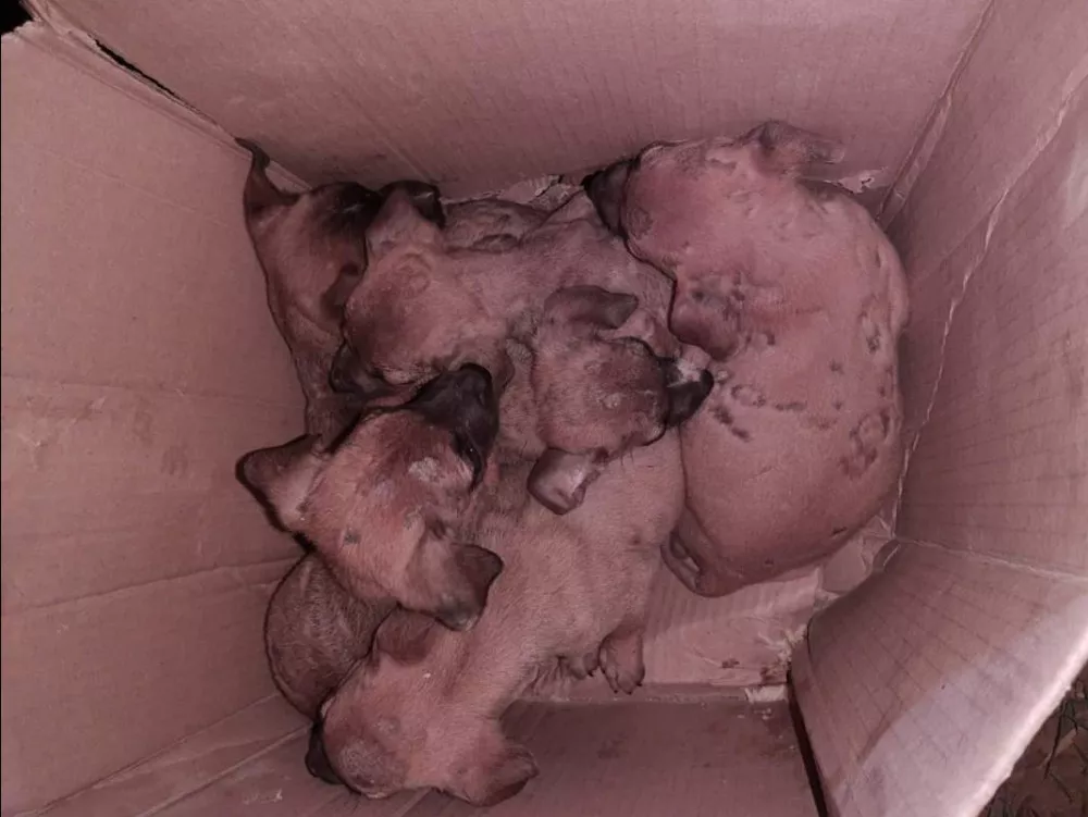 Seis filhotes abandonados