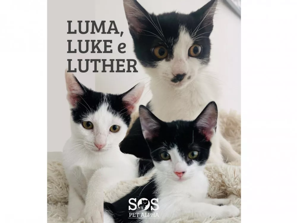 Luma, Luke e Luther para adoção