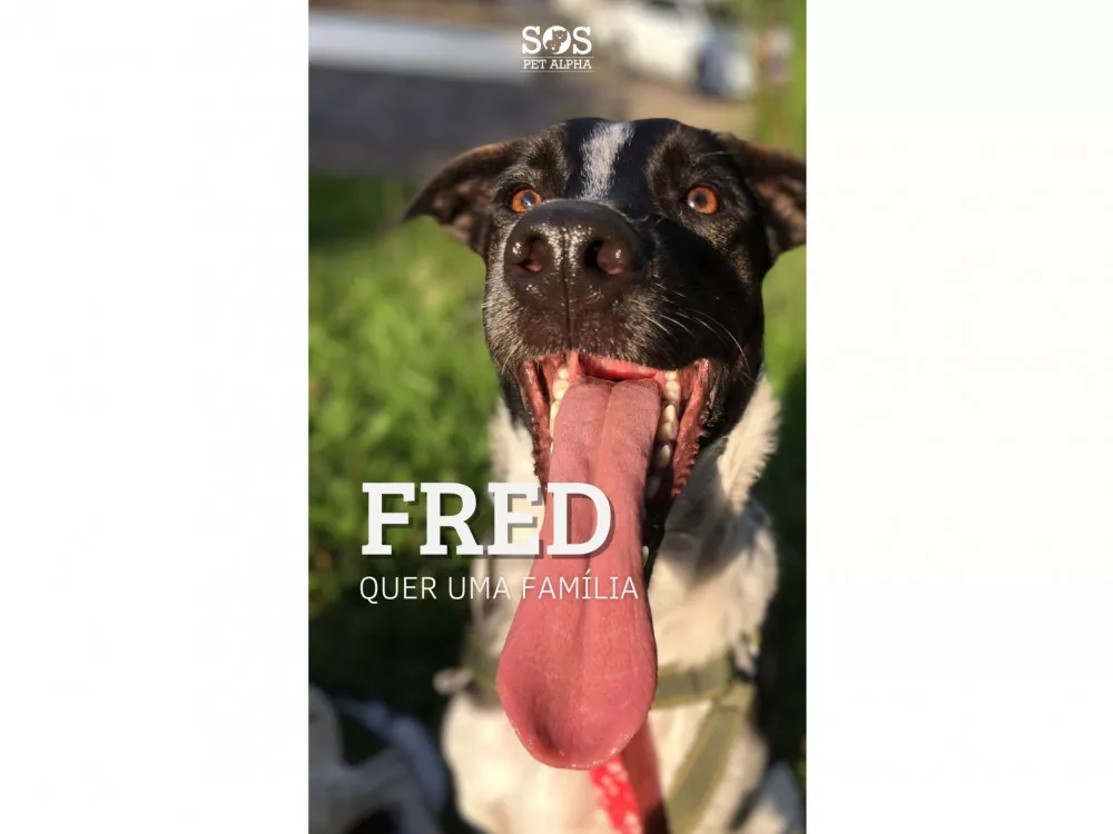 Fred quer uma família
